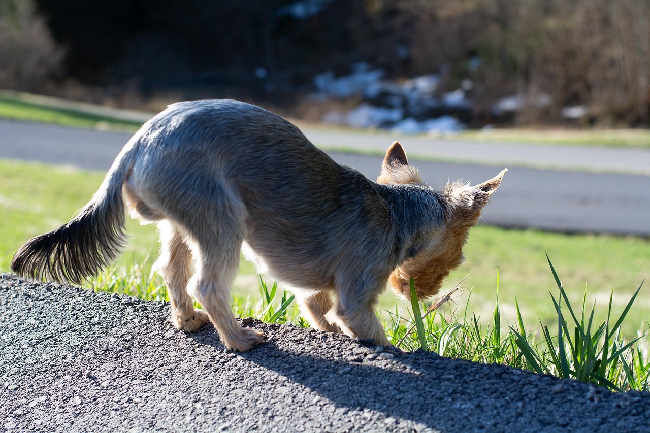 Dog eating grass outdoors